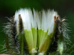 Image of Pyrenean Hawksbeard