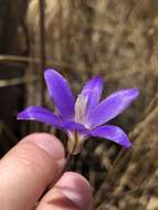 Sivun Brodiaea santarosae T. J. Chester, W. P. Armstr. & Madore kuva