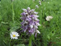 Image of Milky orchid