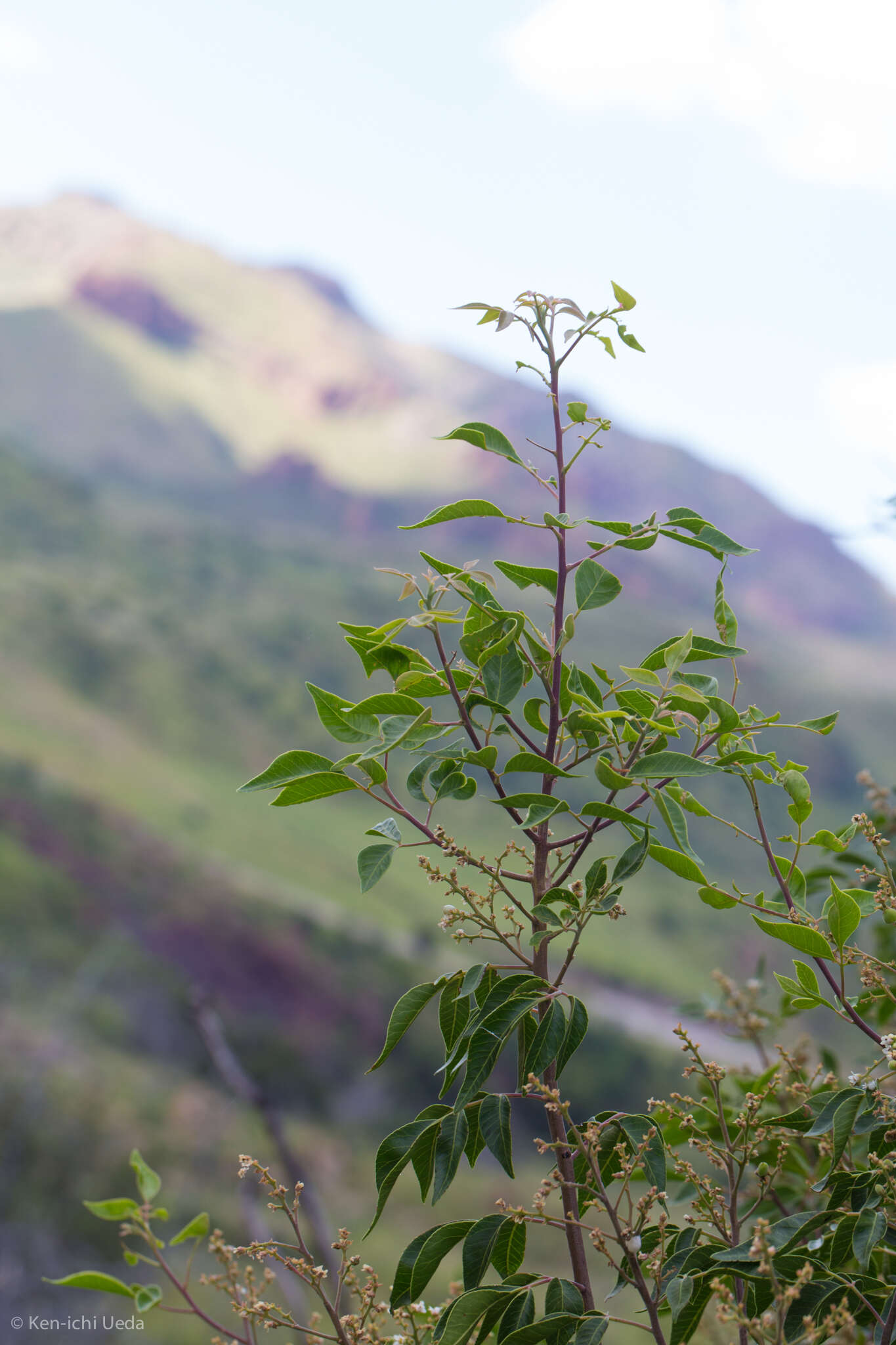 Image of evergreen sumac