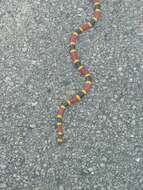 Image of Texas Coral Snake