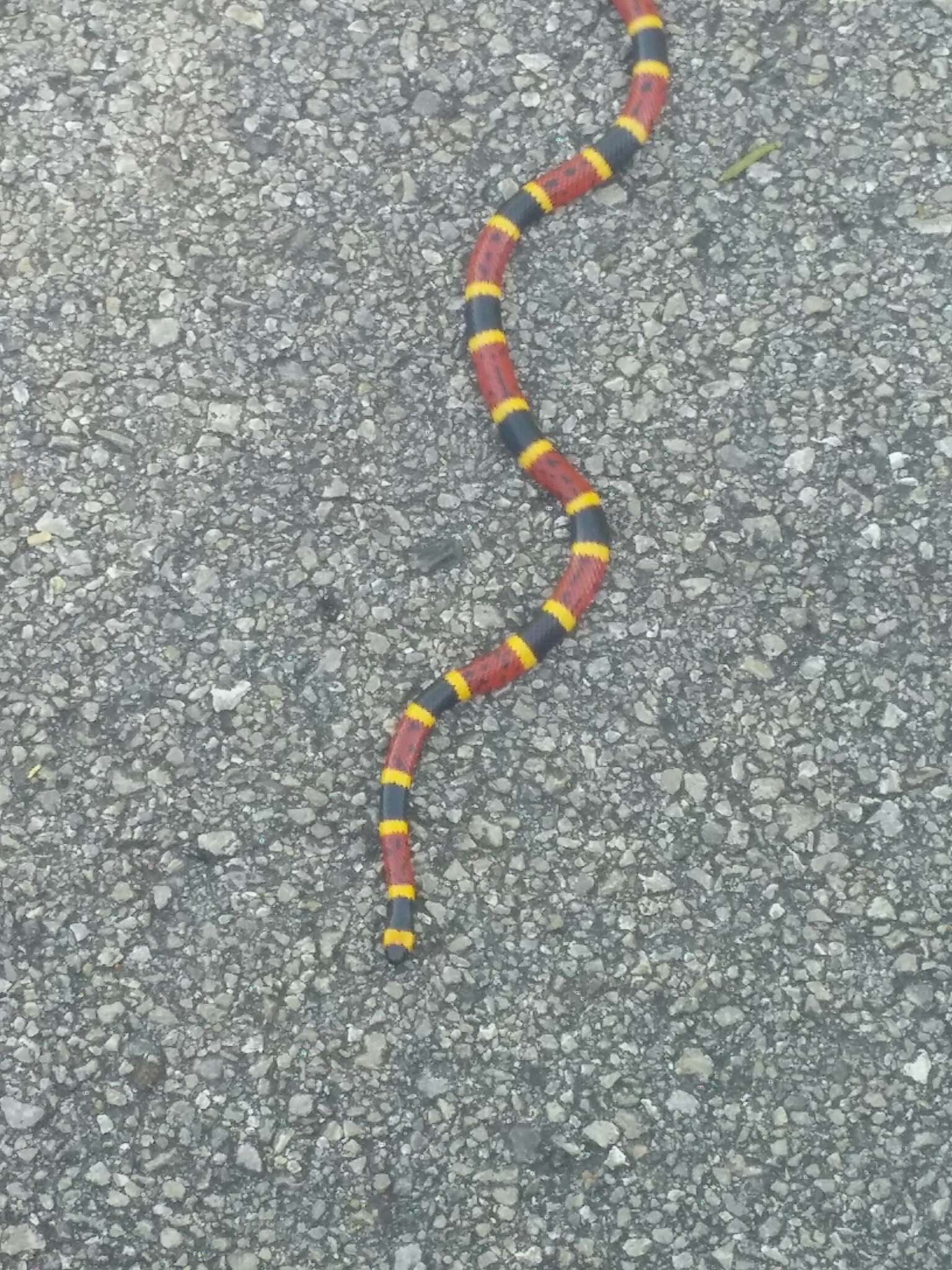 Image of Texas Coral Snake