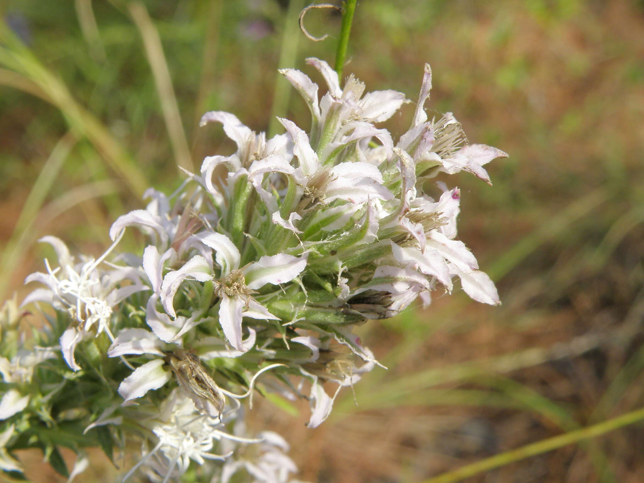 Image of Liatris hesperelegans G. L. Nesom