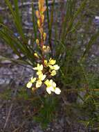 Image de Stylidium diademum Wege