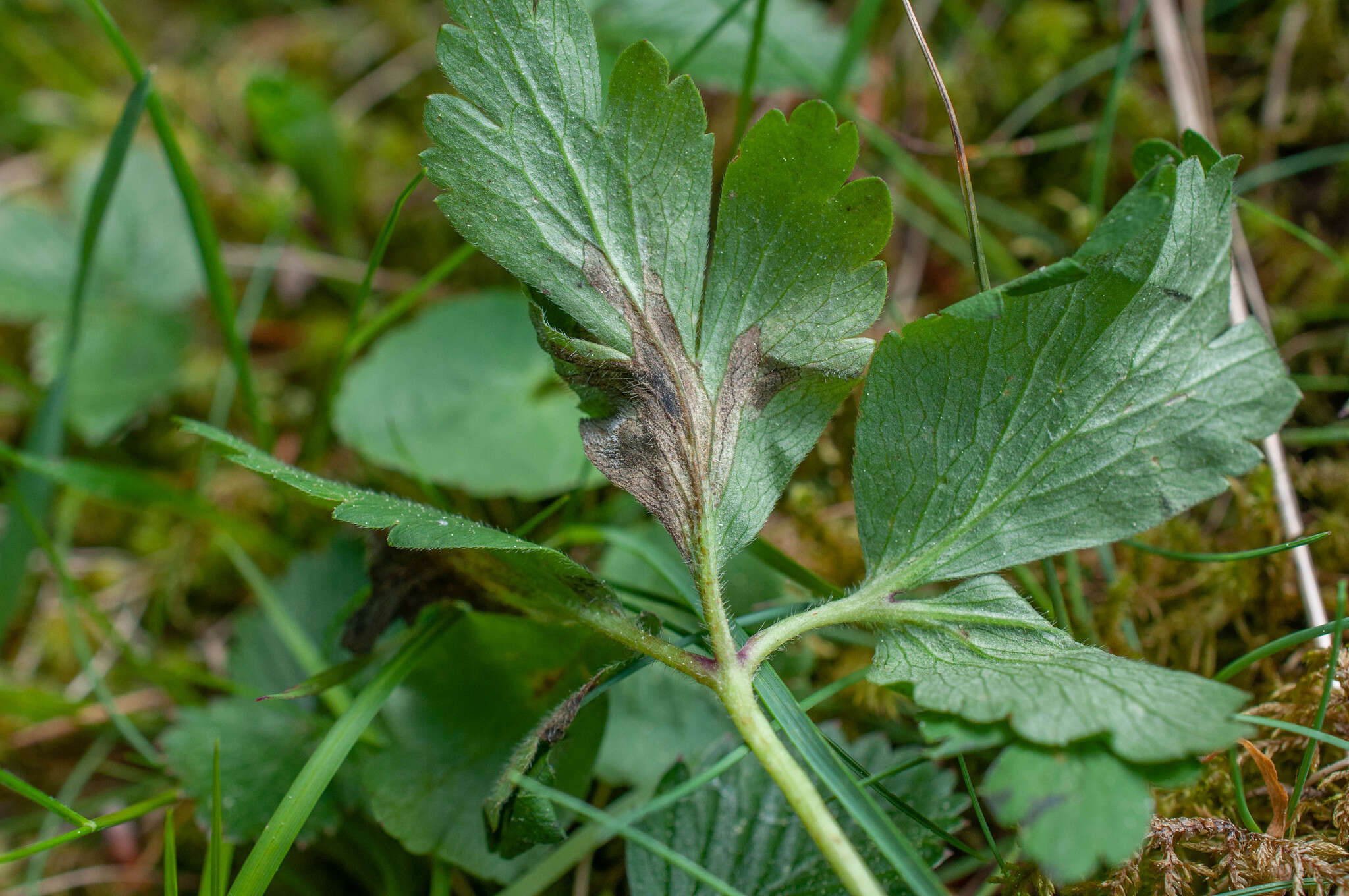 Image of Plasmoverna pygmaea