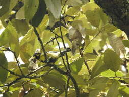 Image of Black-lored Tit