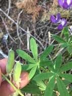 Image of broadleaf lupine