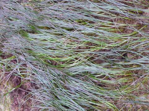 Image of Scouler's surfgrass