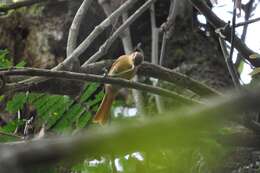 Image of Ochre-breasted Foliage-gleaner