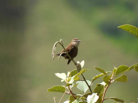 Image of Smoky Bush Tyrant