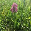 Image de Dactylorhiza ruppertii (M. Schulze) Borsos & Soó