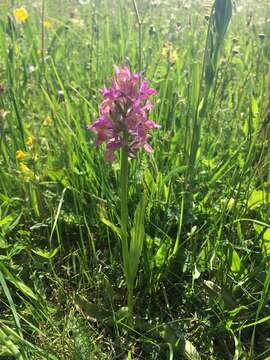 Image de Dactylorhiza ruppertii (M. Schulze) Borsos & Soó