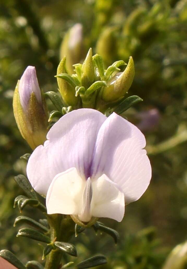 Image of Psoralea aculeata L.