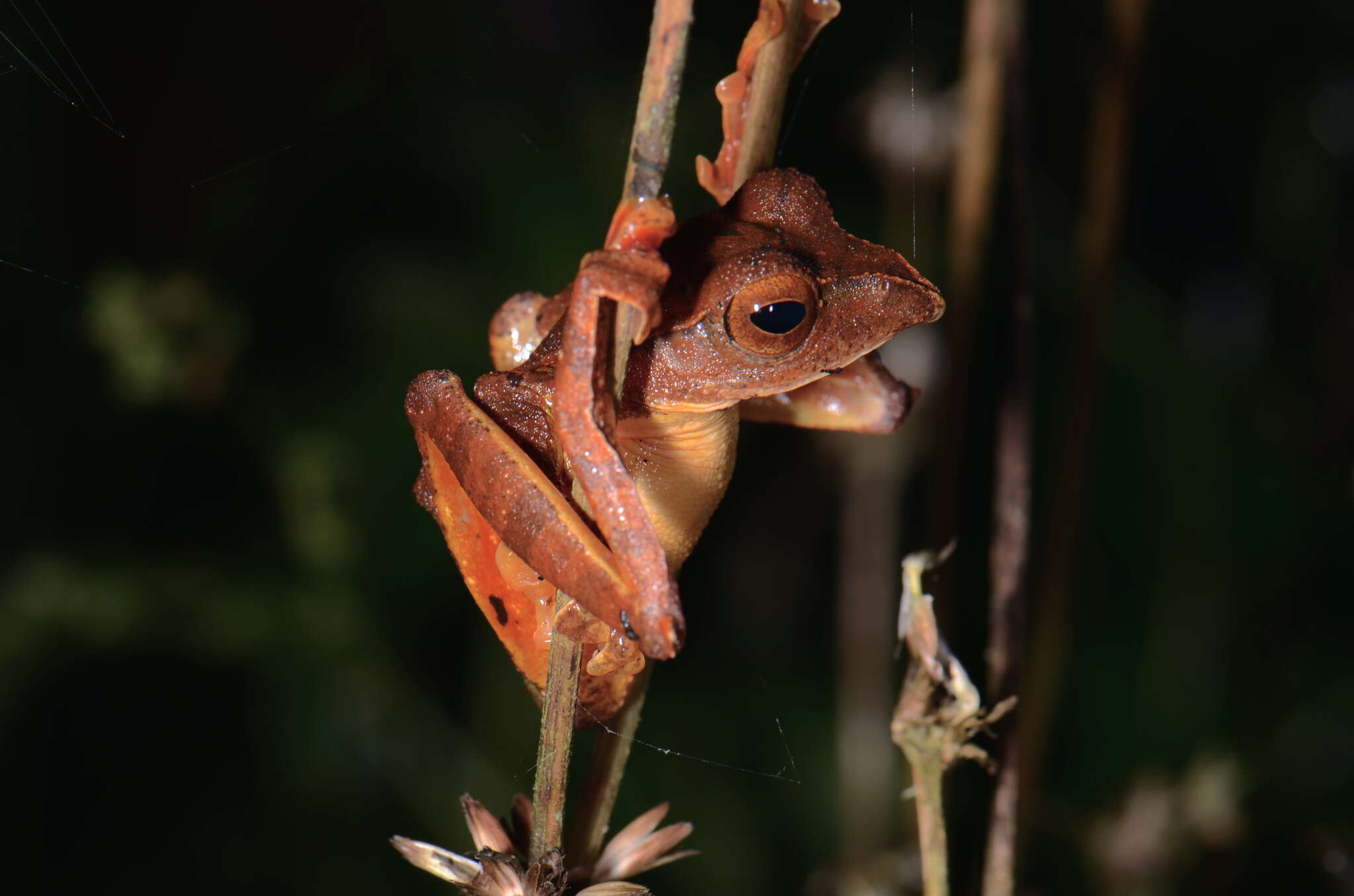 Image of Rhacophorus barisani Harvey, Pemberton & Smith 2002