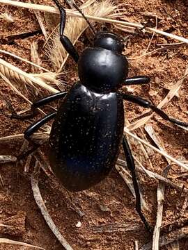 Image of Stenomorpha (Stenomorpha) convexicollis (Le Conte 1854)