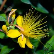 Image of Hypericum hircinum L.