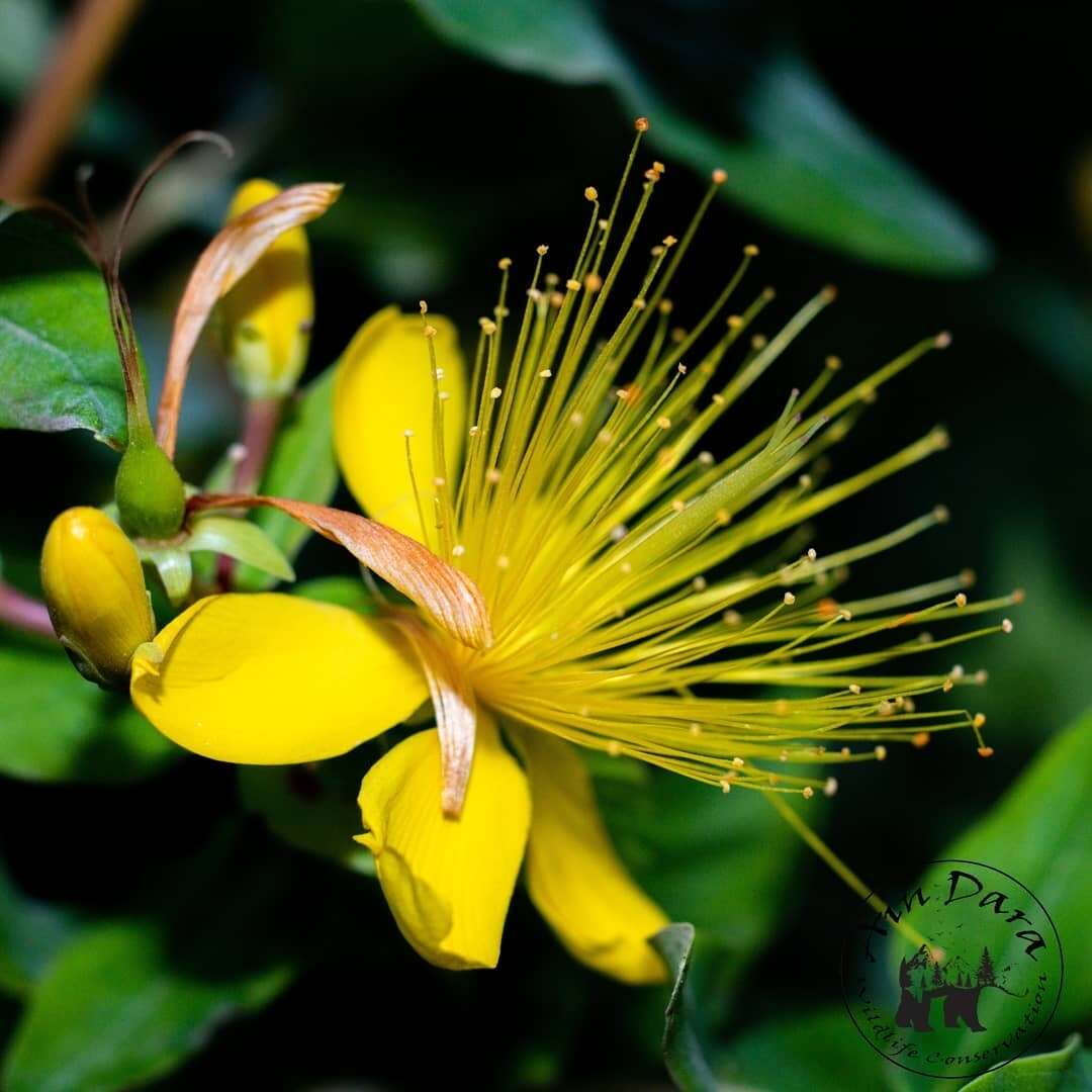 Image of Hypericum hircinum L.