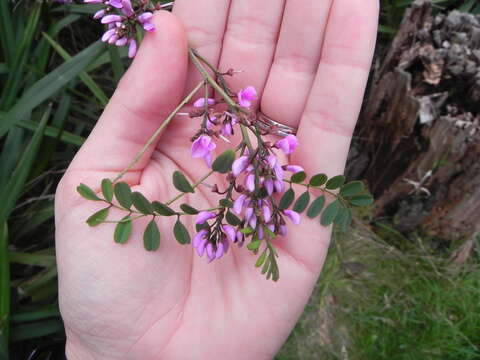 Слика од Indigofera australis Willd.