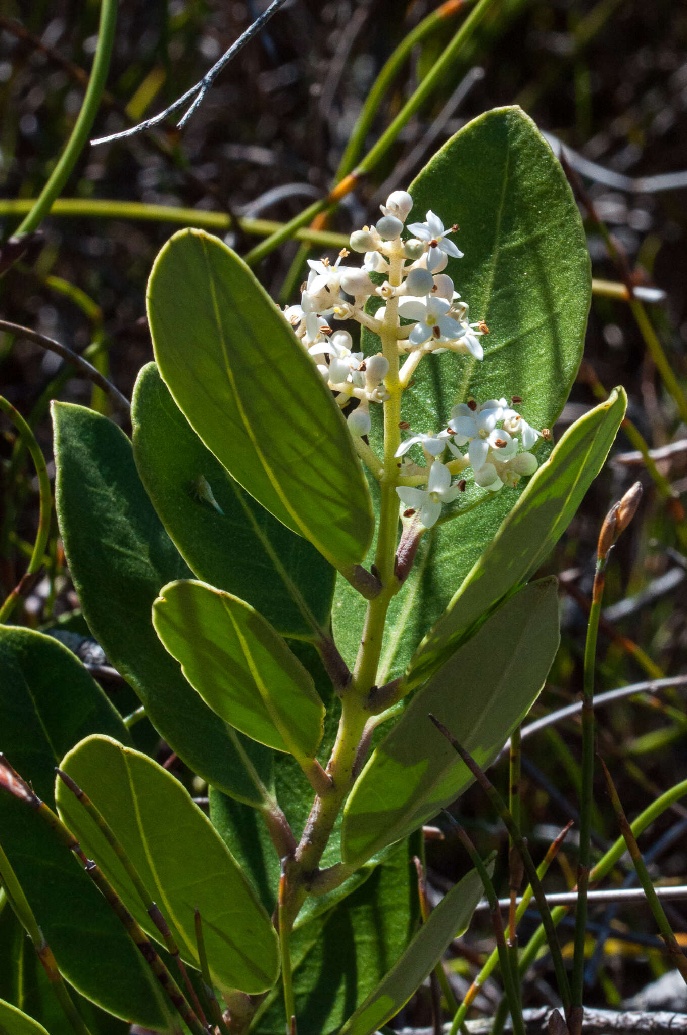 Image de Olea capensis subsp. capensis