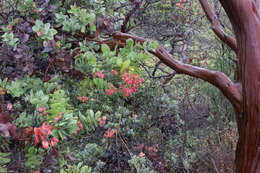 Image de Arctostaphylos refugioensis Gankin