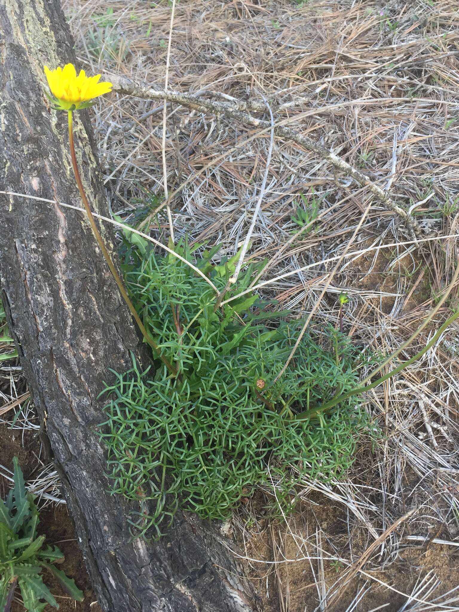 Image de Coreopsis maritima (Nutt.) Hook. fil.