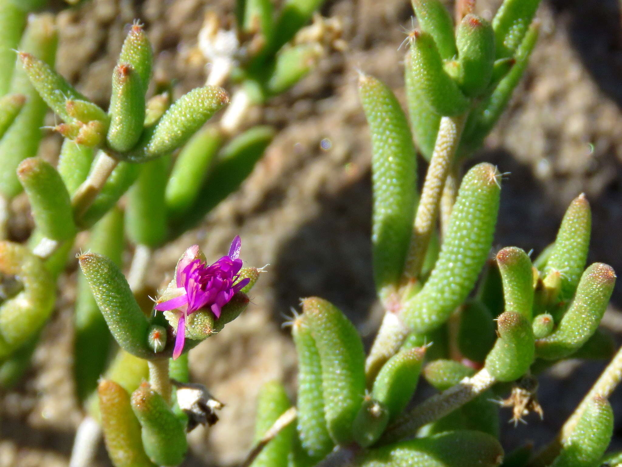 Image of Trichodiadema rogersiae L. Bol.