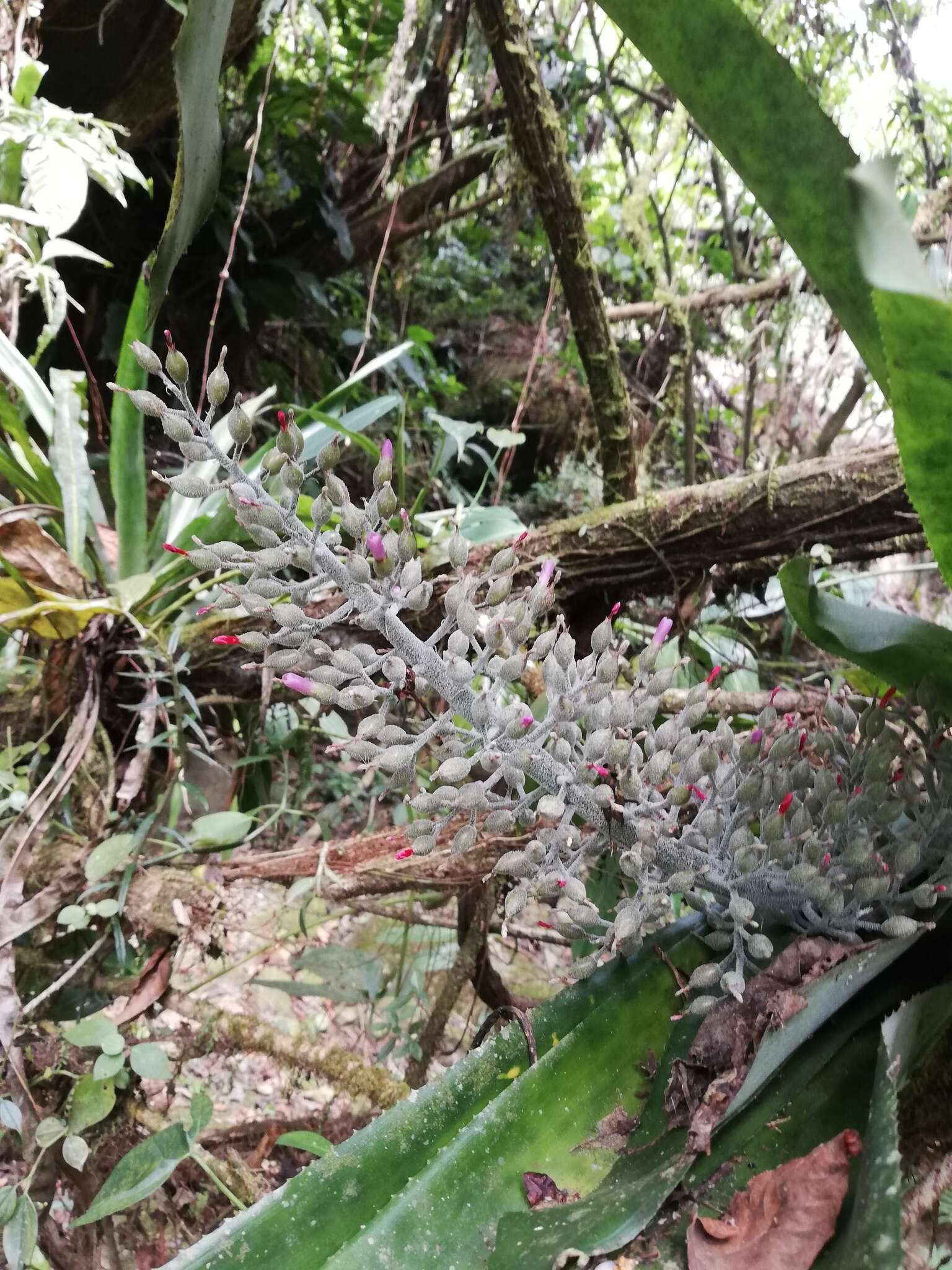 Sivun Aechmea mexicana Baker kuva