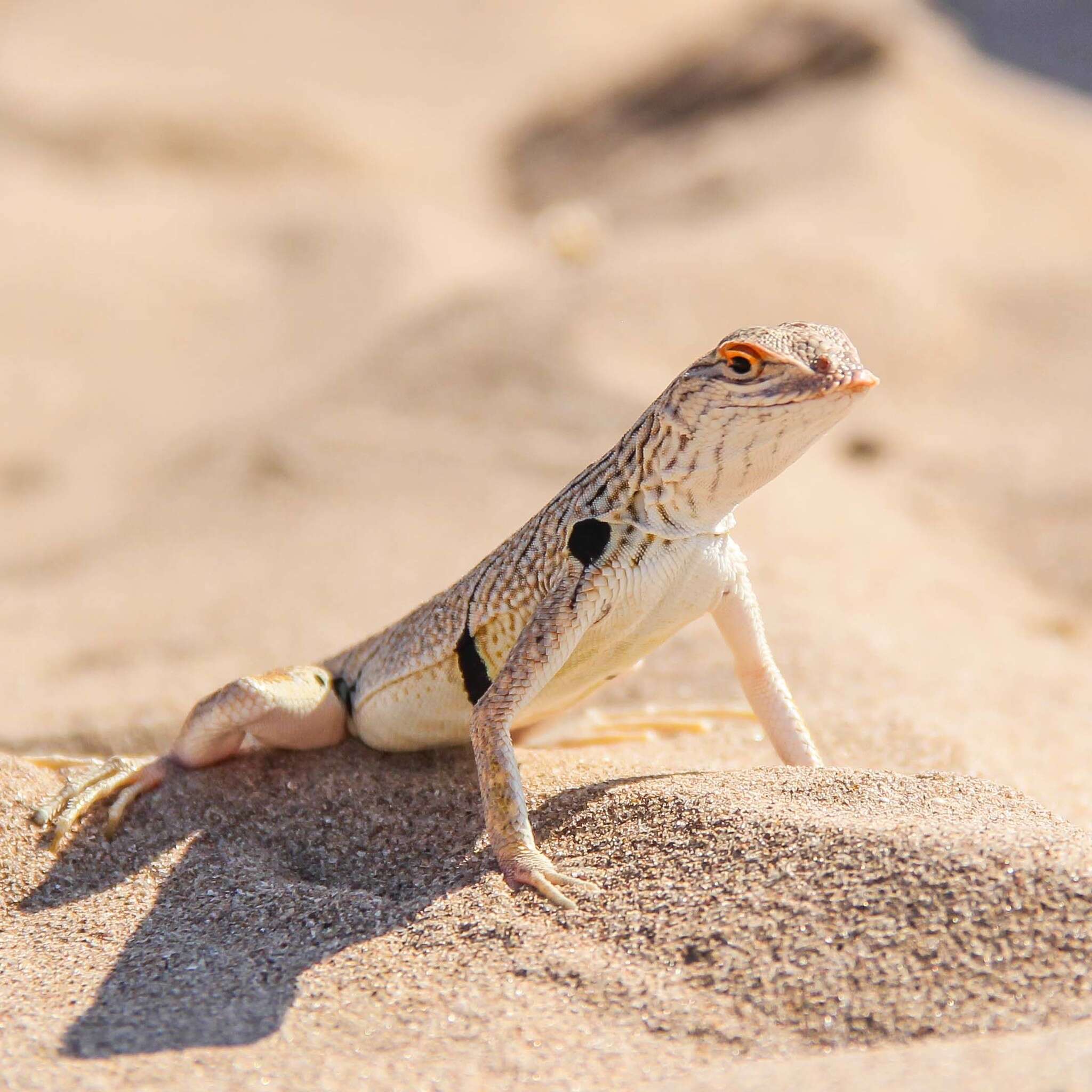 Image of Fringe-toed Sand Lizard