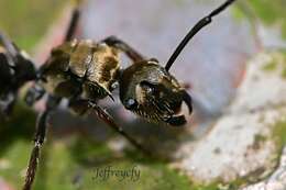 Image de Polyrhachis vigilans Smith 1858