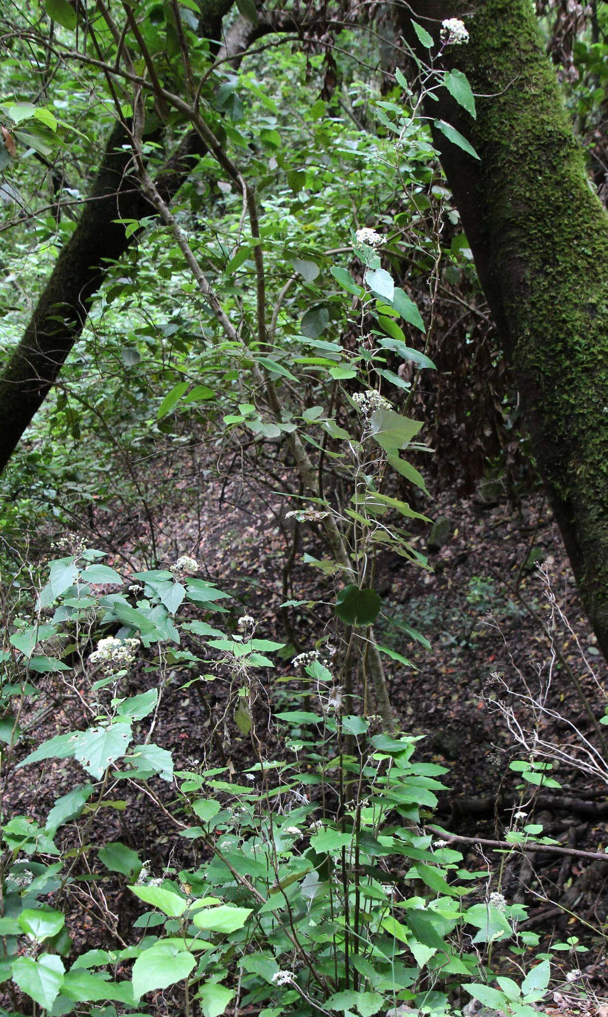 Imagem de Pericallis appendiculata (L. fil.) B. Nord.