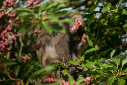 Image of Taiwan macaque