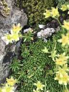 Image of Saxifraga muscoides All.