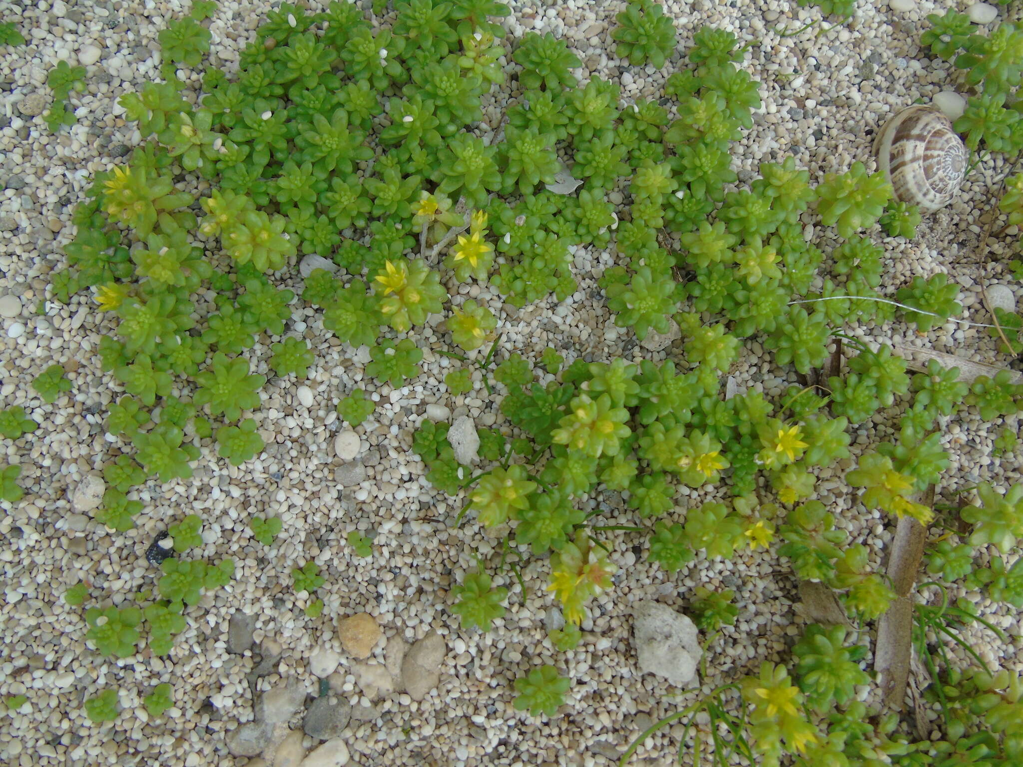 Imagem de Sedum litoreum Guss.