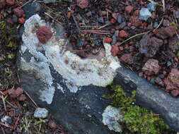 Image of bullseye lichen