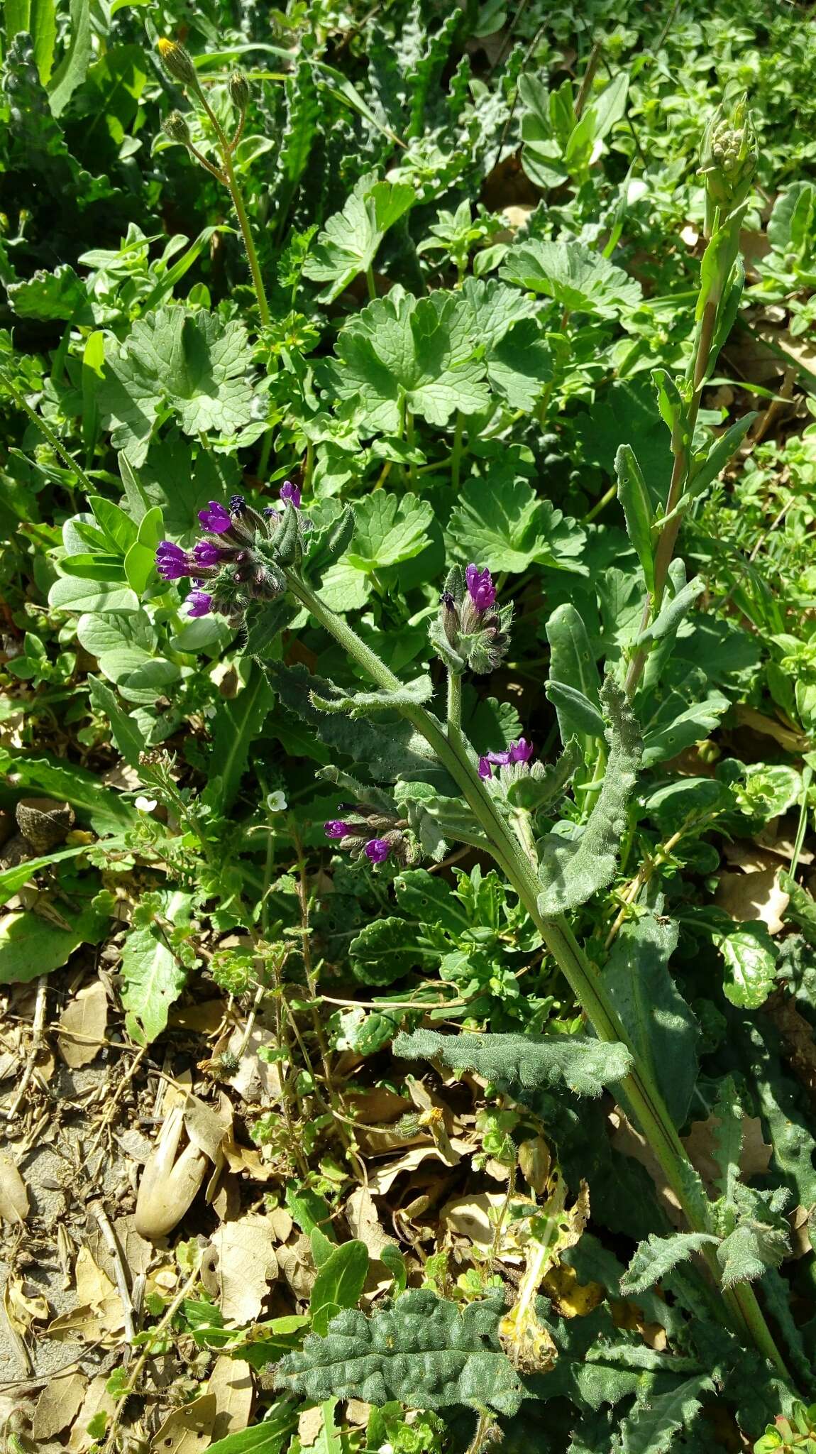 Imagem de Anchusa undulata L.