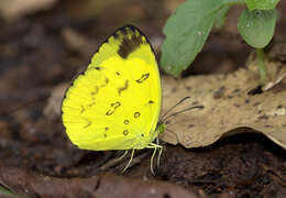 Image of Eurema nilgiriensis Yata 1990