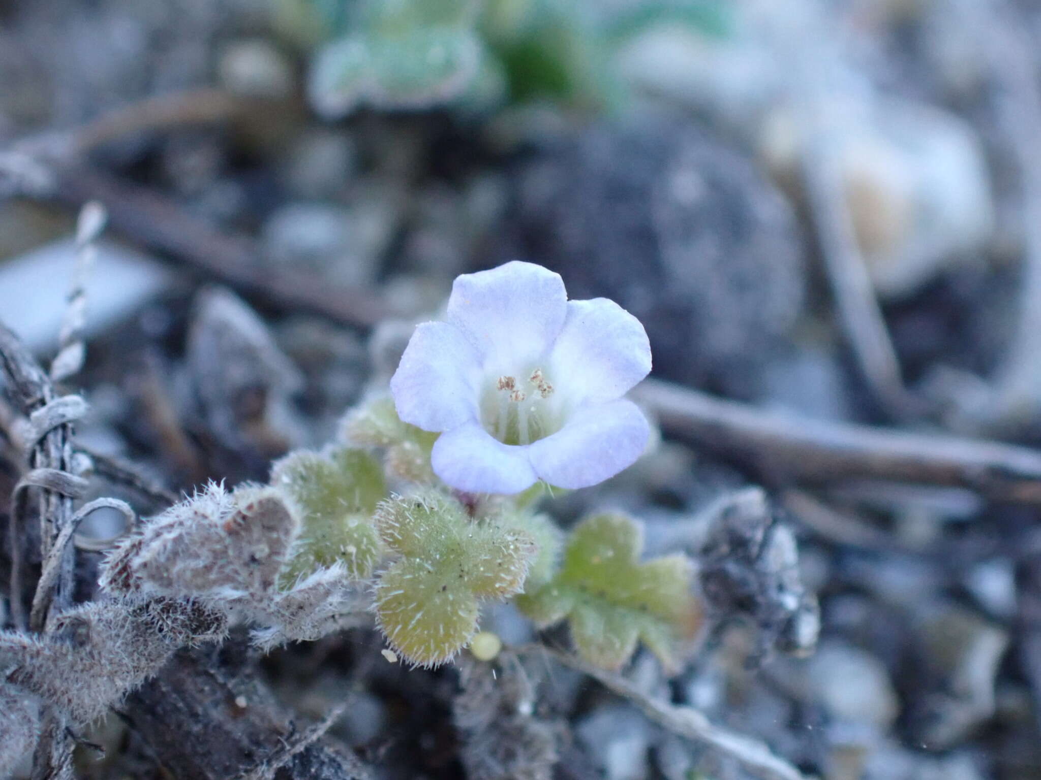 Imagem de Phacelia stellaris Brand