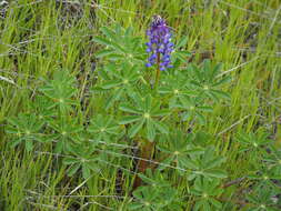 Image of hollowleaf annual lupine