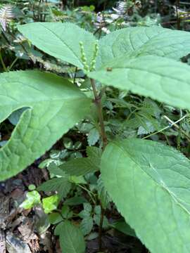 Image of Chloranthus serratus (Thunb.) Roem. & Schult.