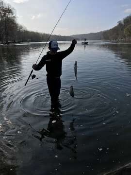 Image of Hickory Shad