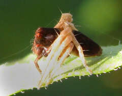 Image of Oxyopes flavipalpis (Lucas 1858)