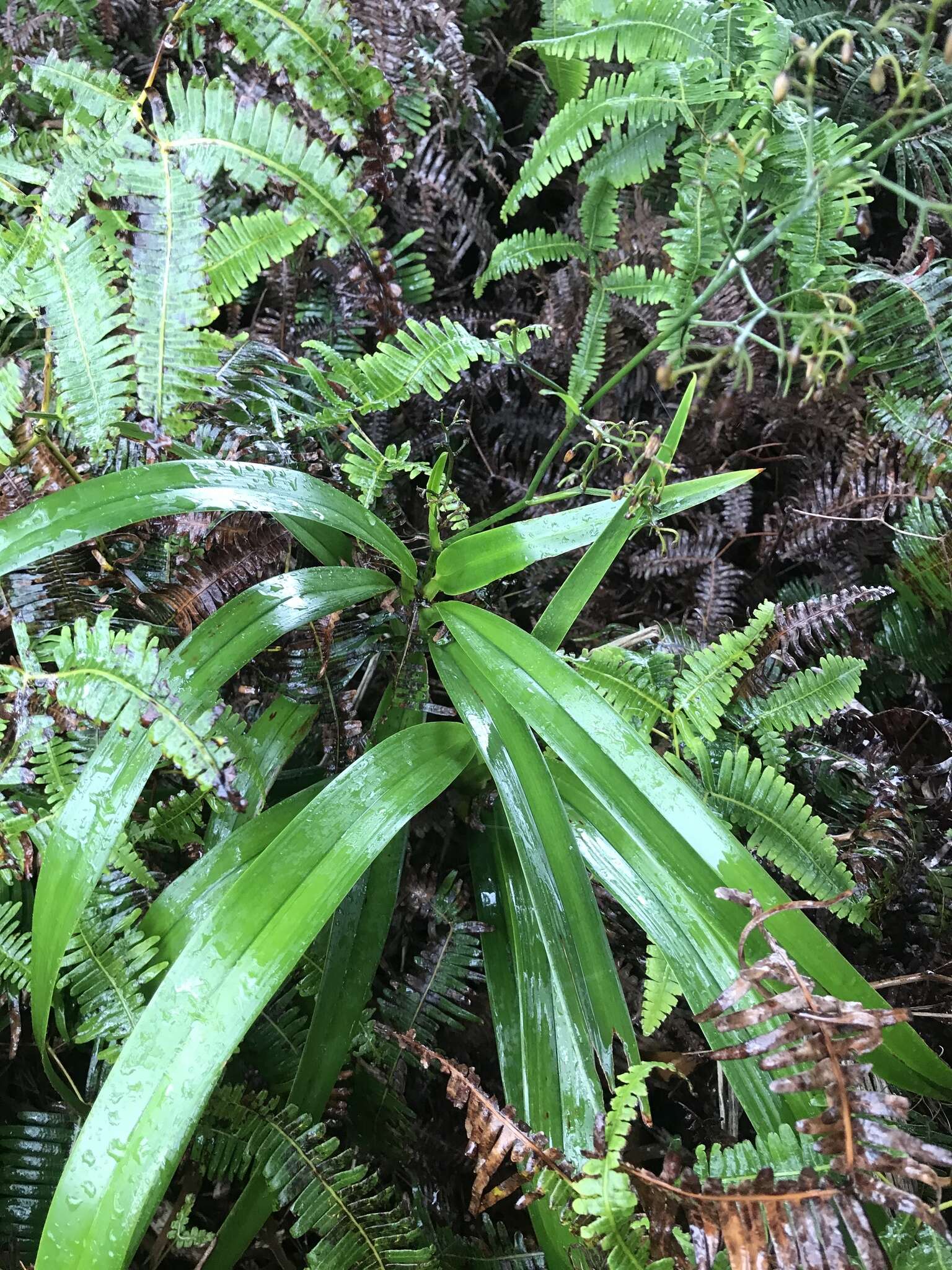 Plancia ëd Dianella sandwicensis Hook. & Arn.