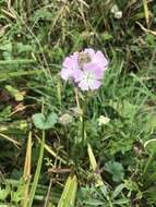 Image de Sidalcea calycosa subsp. rhizomata (Jeps.) S. R. Hill