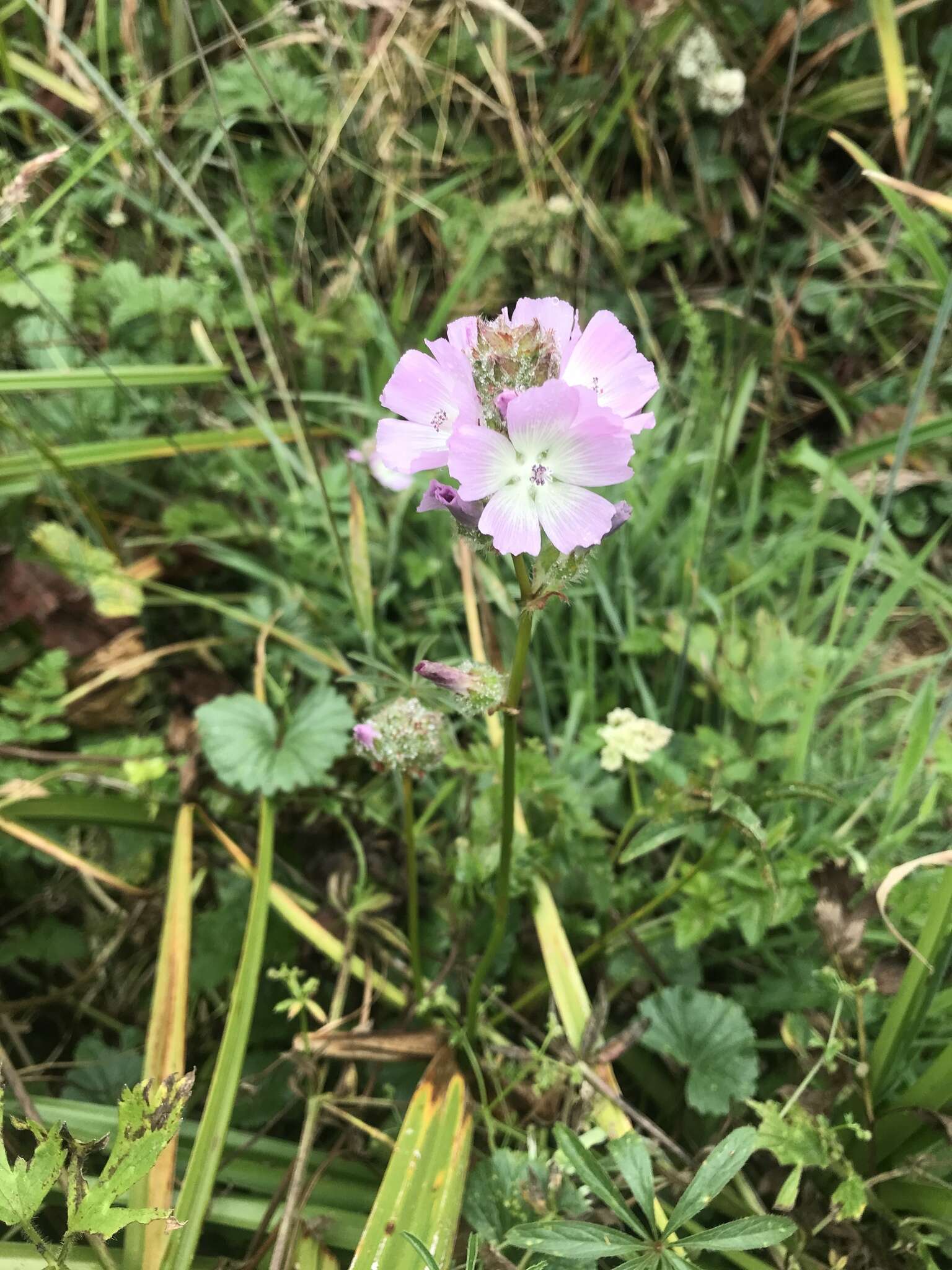 Image de Sidalcea calycosa subsp. rhizomata (Jeps.) S. R. Hill