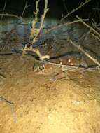 Image of Common Giant Ground Gecko