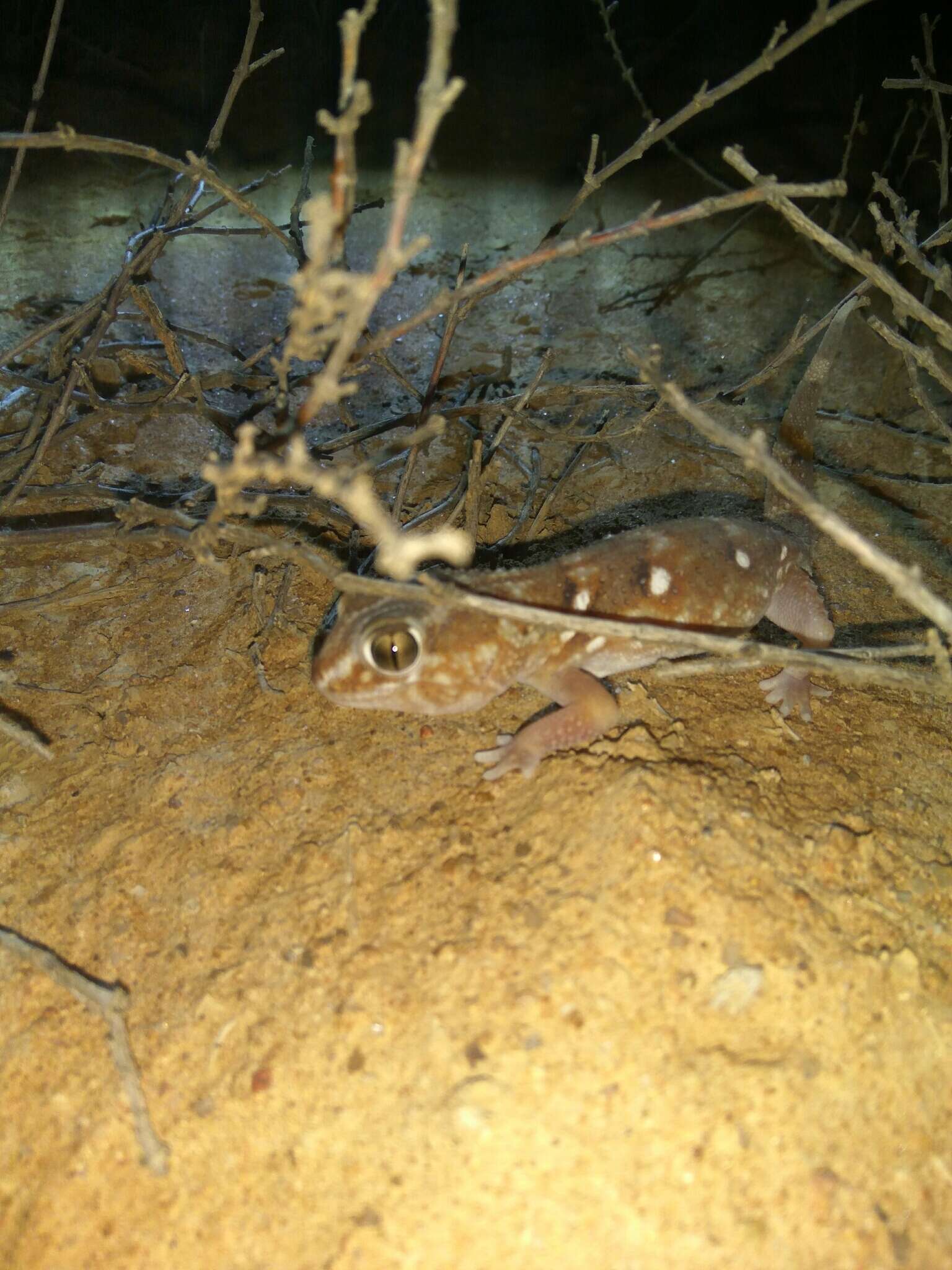 Chondrodactylus angulifer Peters 1870 resmi