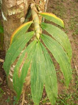 Cycnoches ventricosum Bateman的圖片