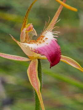 Image of Rusty spider orchid