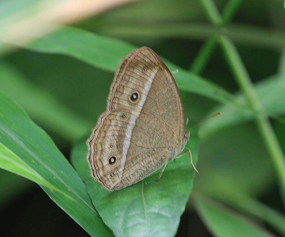 Image of Mycalesis nicotia Westwood (1850)