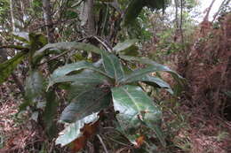 Image of Andean oak